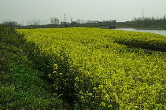 油菜花