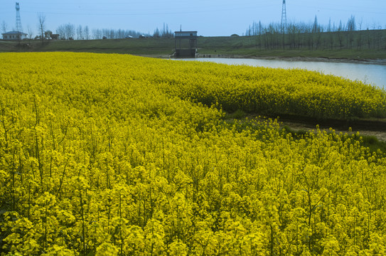 油菜花