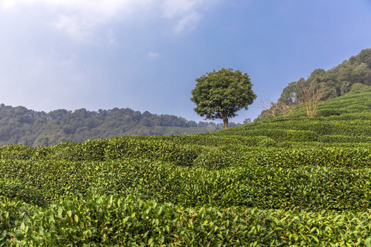 龙井茶叶种植基地