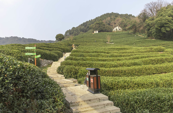 龙井茶叶种植基地