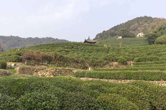 龙井茶叶种植基地