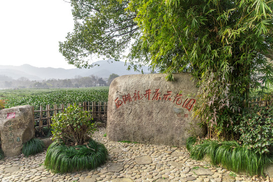 西湖龙井茶种植基地