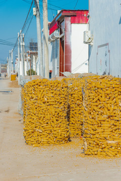 北方农村堆放在路边的玉米