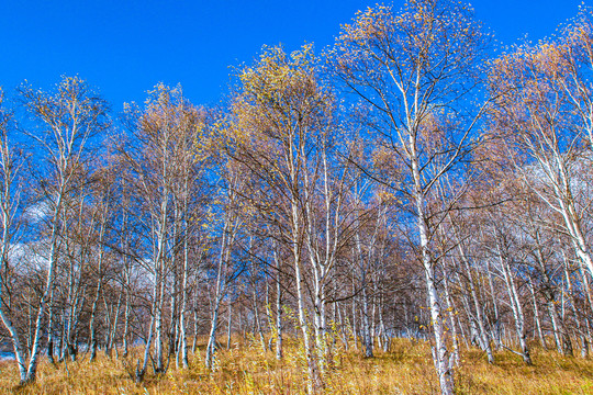 秋季白桦树林