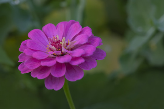 一朵紫红色的百日菊