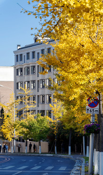 秋天的城市街道