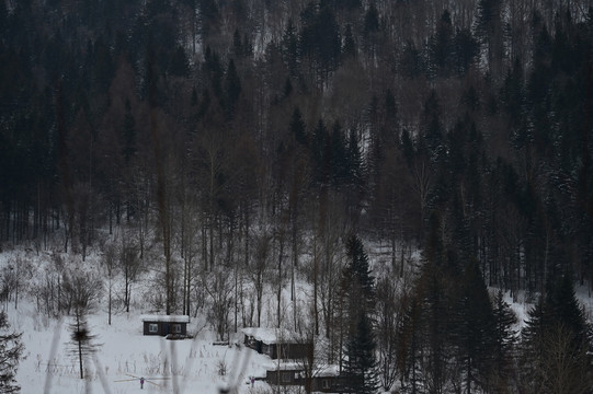 雪林