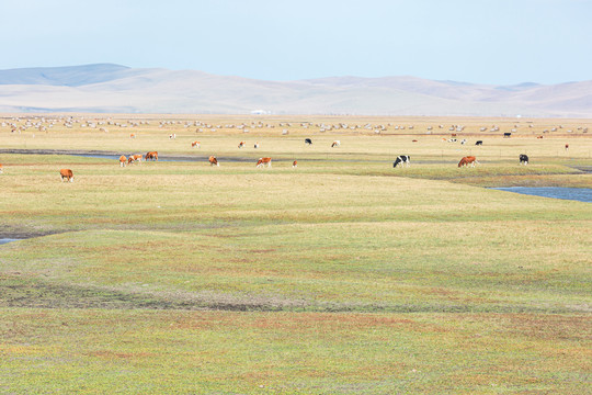 草原秋季牧场牛群草捆子