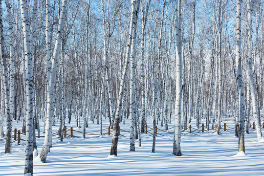 雪地光影白桦树林