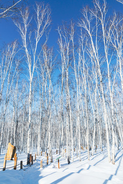 冬季雪地白桦林蓝天