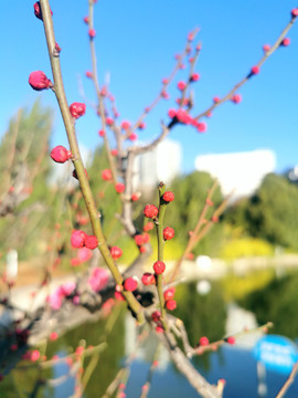 盆景老桩红梅寒梅梅花