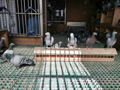 鸽棚