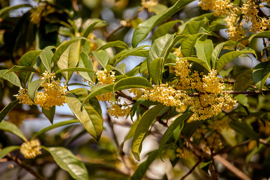 桂花树