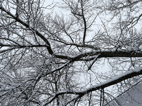 树枝上的积雪