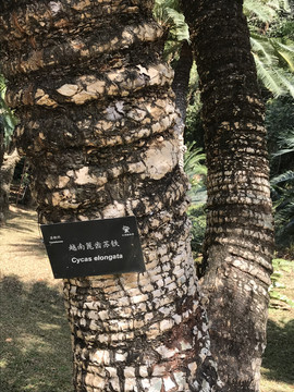 苏铁铁树