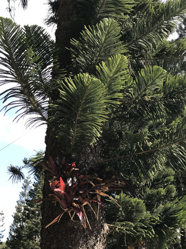 棕榈树