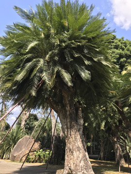 棕榈树
