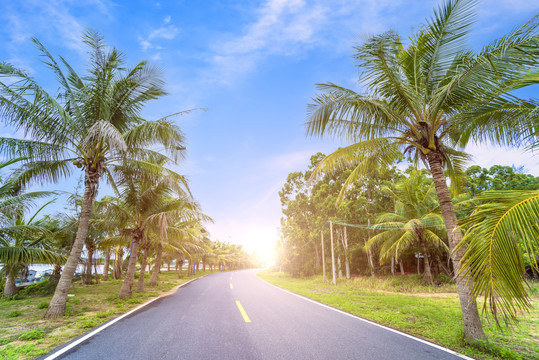 海边椰林公路