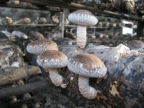 蘑菇养殖