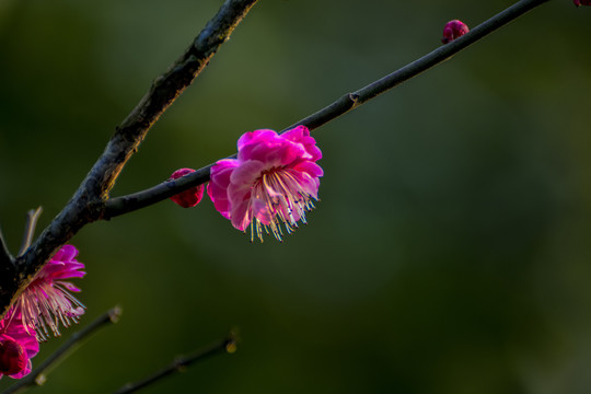 梅花