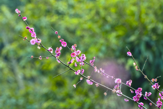 梅花