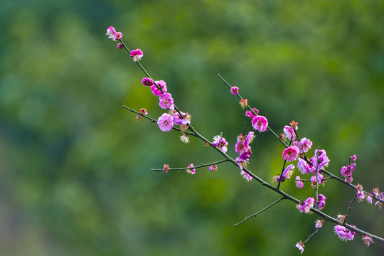 梅花