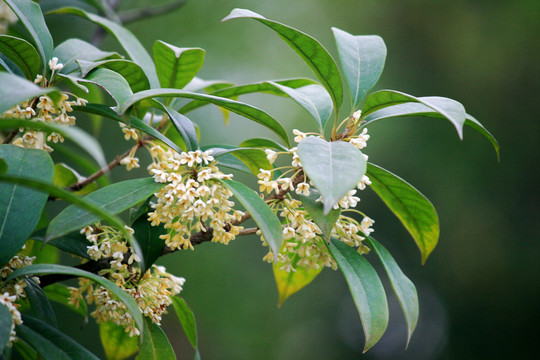 桂花