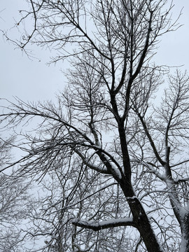 树枝上的积雪