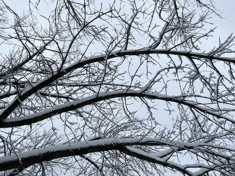 树枝上的积雪