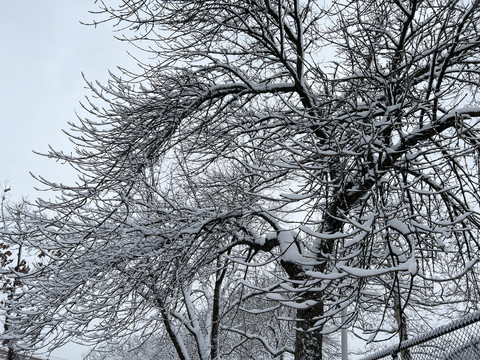 树枝积雪