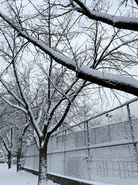 树上的积雪