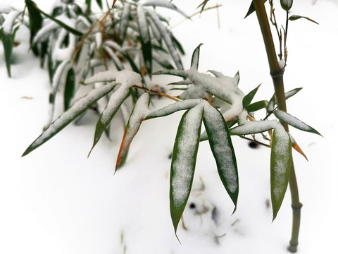 雪后竹子