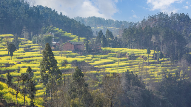 屏山中都油菜花民居田园风光