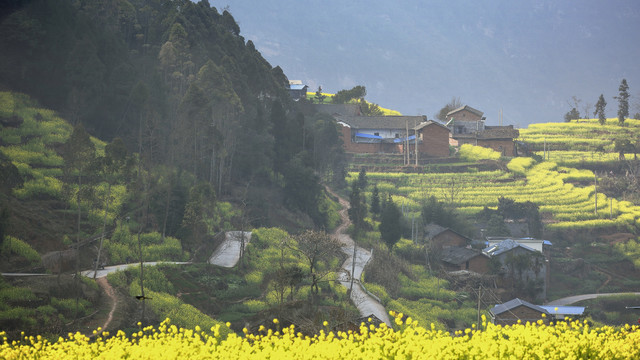 屏山中都油菜花民居田园风光