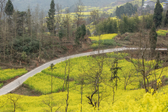 油菜花民居田园风光