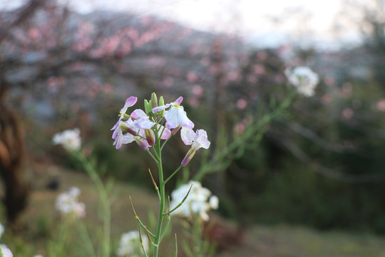 菜花