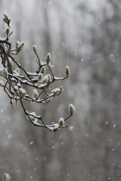冬天下雪中玉兰花花苞