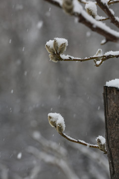 冬天下雪中玉兰花花苞