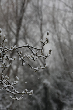 冬天下雪中玉兰花花苞