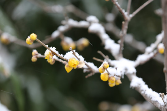 下雪中黄色腊梅花
