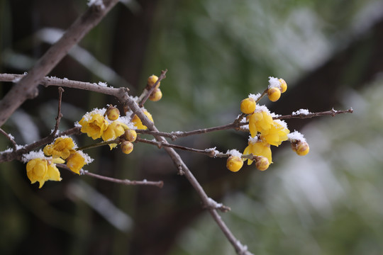 下雪中黄色腊梅花