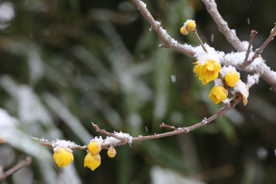 下雪中黄色腊梅花