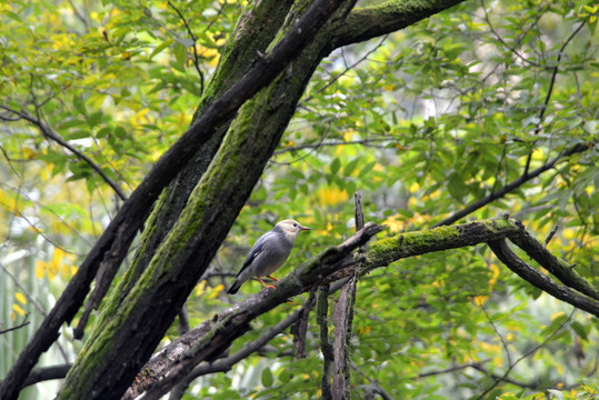 槐树上的野生动物丝光椋鸟