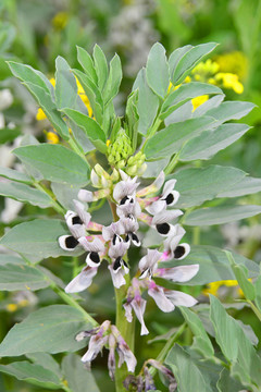 田间开花的蚕豆