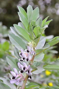 田间蚕豆开花