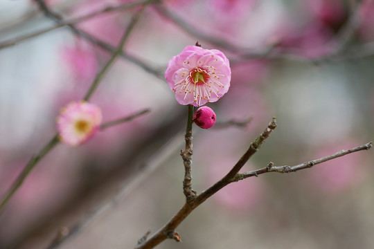 梅花