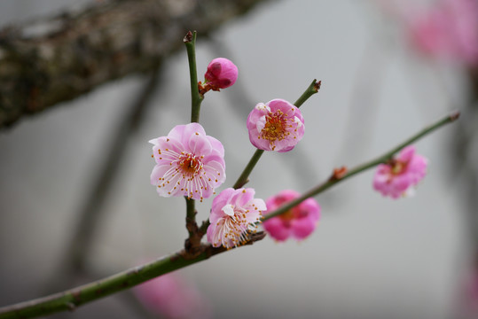 梅花