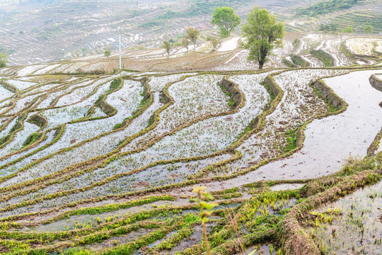 撒马坝梯田