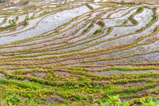 撒马坝梯田