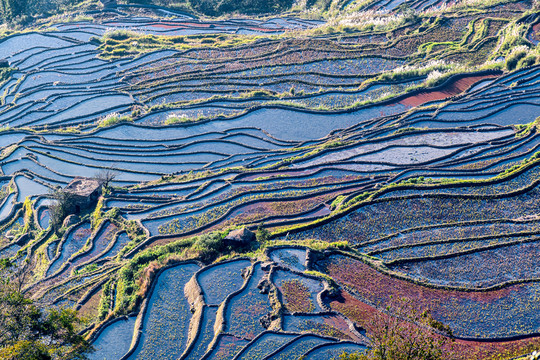 元阳坝达梯田